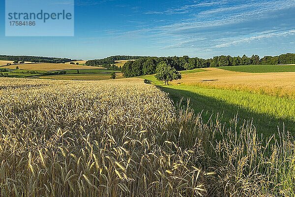 Landschaft mit Roggenfeld im Sommer  Reichartshausen  Miltenberg  Bayern  Deutschland  Europa