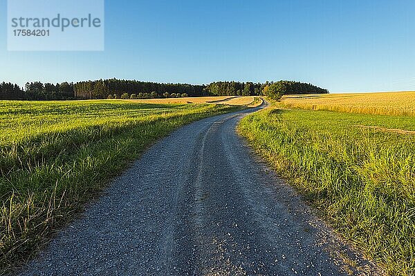 Landschaft mit Feldweg im Sommer  Reichartshausen  Miltenberg  Bayern  Deutschland  Europa