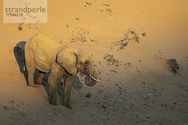 Afrikanischer Elefant (Loxodonta africana)  sogenannter Wüstenelefant  alter Bulle bei Sonnenaufgang auf einer Sanddüne  Damaraland  Kunene Region  Namibia  Afrika
