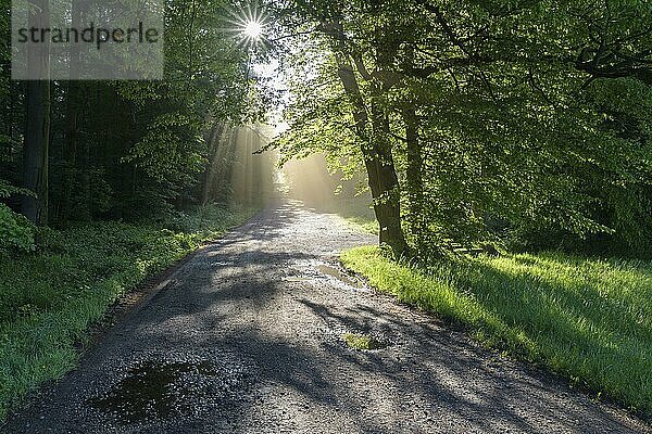 Waldweg mit Sonne und Sonnenstrahlen am Morgen  Frühling  Vielbrunn  Odenwald  Hessen  Deutschland  Europa