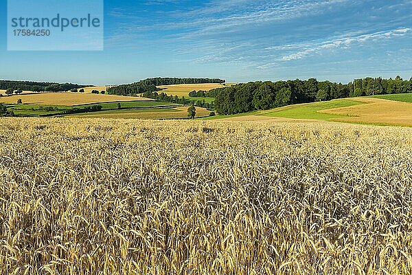 Landschaft mit Roggenfeld im Sommer  Reichartshausen  Miltenberg  Bayern  Deutschland  Europa