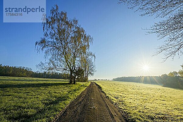 Weg durch Wiese mit Morgensonne  Vielbrunn  Michelstadt  Odenwald  Hessen  Deutschland  Europa