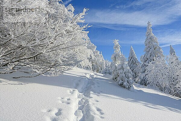 Verschneite Winterlandschaft mit Schneeschuhwanderung  Schauinsland  Schwarzwald  Freiburg im Breisgau  Baden-Württemberg  Deutschland  Europa