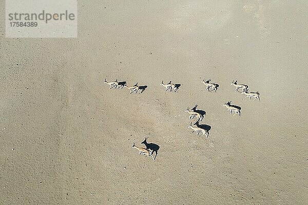 Springbock (Antidorcas marsupialis)  in einer sandigen Wüstenebene in der Nähe des Hoanib-Flusses  Luftbild  Drohnenaufnahme  Damaraland  Kunene-Region  Namibia  Afrika
