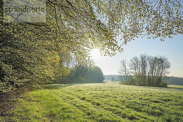 Waldwiese am Morgen mit Sonne  Frühling  Vielbrunn  Michelstadt  Odenwald  Hessen  Deutschland  Europa