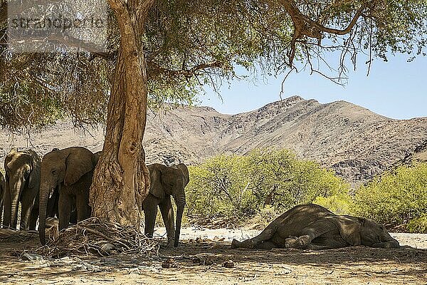 Afrikanischer Elefant (Loxodonta africana)  sogenannter Wüstenelefant  die Matriarchin der Herde schläft im trockenen Flussbett des Hoanib-Flusses  Damaraland  Kunene-Region  Namibia  Afrika