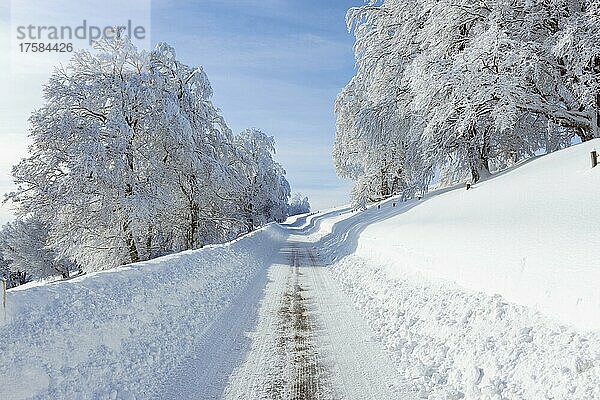 Verschneite Straße mit Buchen im Winter  Schauinsland  Schwarzwald  Freiburg im Breisgau  Baden-Württemberg  Deutschland  Europa