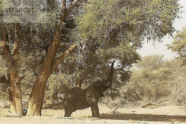 Afrikanischer Elefant (Loxodonta africana)  sogenannter Wüstenelefant  Bulle  beim Versuch die Blätter eines Akazienbaums zu erreichen  im trockenen Bett des Huab-Flusses  Damaraland  Kunene-Region  Namibia  Afrika