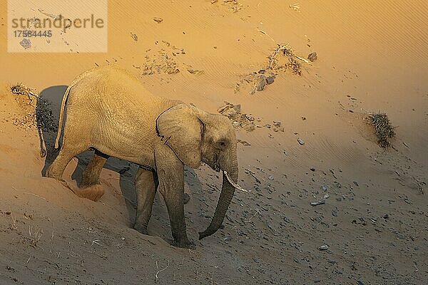 Afrikanischer Elefant (Loxodonta africana)  sogenannter Wüstenelefant  alter Bulle bei Sonnenaufgang auf einer Sanddüne  Damaraland  Kunene Region  Namibia  Afrika