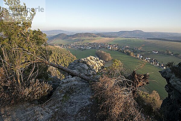 Umgekippter Baum  Sturmschaden  Tafelberge  Elbsandsteingebirge  Pfaffenstein  Sachsen  Deutschland  Europa