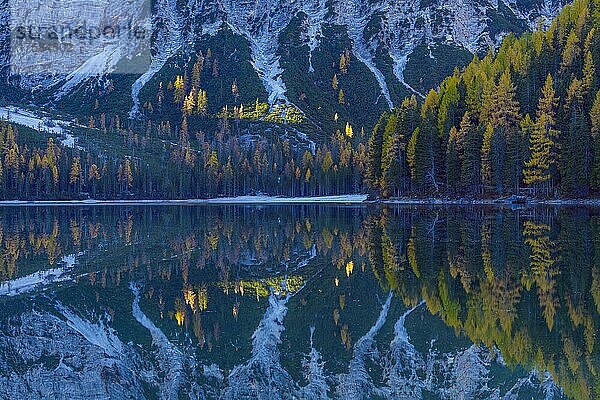 Berghang mit bunten Lärchen  die sich im See spiegeln  Herbst  Pragser Wildsee  Provinz Bozen  Südtirol  Südtirol  Dolomiten  Italien  Europa