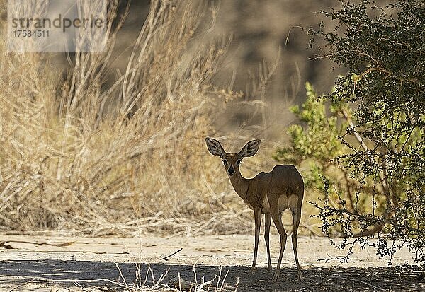 Steinböckchen (Raphicerus campestris)  Weibchen im trockenen Bett des Hoanib-Flusses  Kunene-Region  Namibia  Afrika