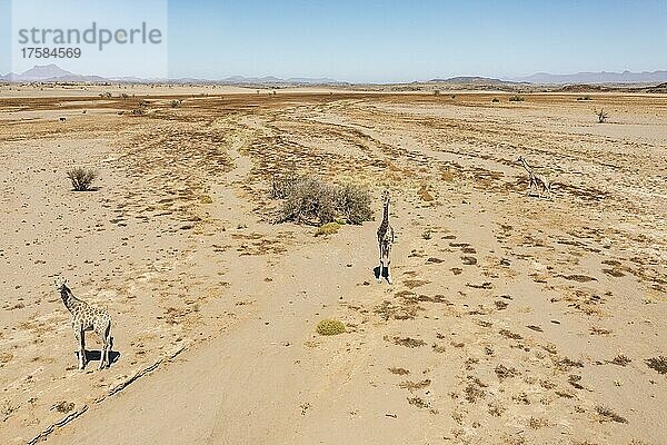 Angola-Giraffe (Giraffa giraffa angolensis)  in einer trockenen Wüstenebene  Luftbild  Drohnenaufnahme  Damaraland  Kunene Region  Namibia  Afrika