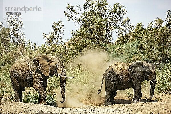 Afrikanischer Elefant (Loxodonta africana)  sogenannter Wüstenelefant  zwei Bullen genießen ein Staubbad  Damaraland  Namibia  Afrika