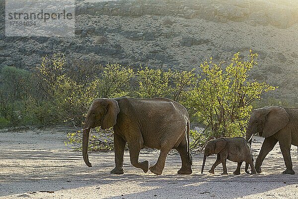 Afrikanischer Elefant (Loxodonta africana)  sogenannter Wüstenelefant  die Matriarchin führt ihre Familie durch das trockene Bett des Aba-Huab-Flusses  Damaraland  Kunene-Region  Namibia  Afrika