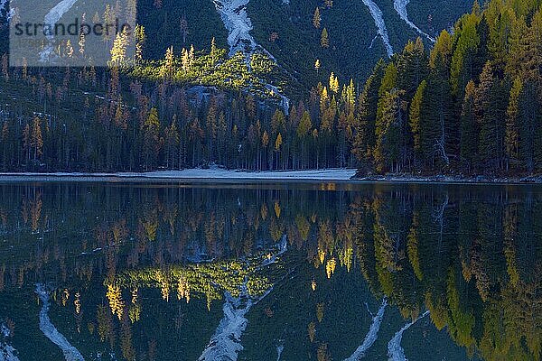 Berghang mit bunten Lärchen  die sich im See spiegeln  Herbst  Pragser Wildsee  Provinz Bozen  Südtirol  Südtirol  Dolomiten  Italien  Europa