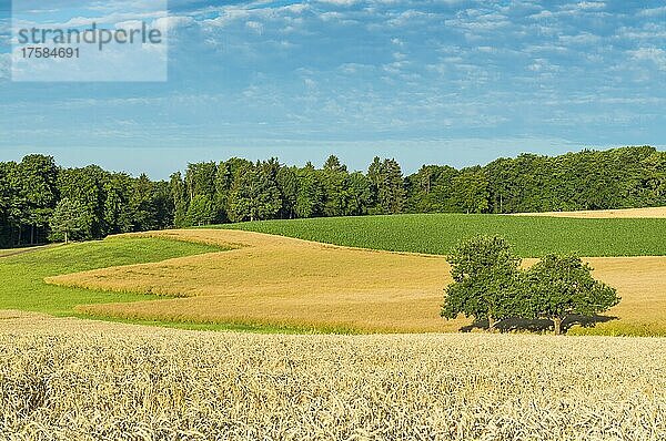 Landschaft mit Roggenfeld im Sommer  Reichartshausen  Miltenberg  Bayern  Deutschland  Europa