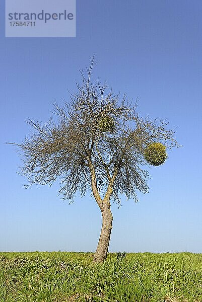 Apfelbaum (Malus)  Solitärbaum mit Misteln (Viscum L.)  Nordrhein-Westfalen  Deutschland  Europa