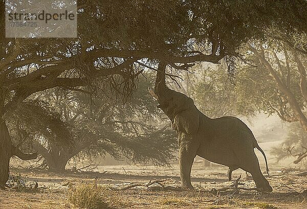 Afrikanischer Elefant (Loxodonta africana)  sogenannter Wüstenelefant  Bulle  beim Versuch die Blätter eines Akazienbaums zu erreichen  im trockenen Bett des Huab-Flusses  Damaraland  Kunene-Region  Namibia  Afrika