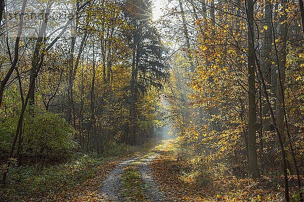 Weg im Herbstwald mit Sonne  Odenwald  Hessen  Deutschland  Europa