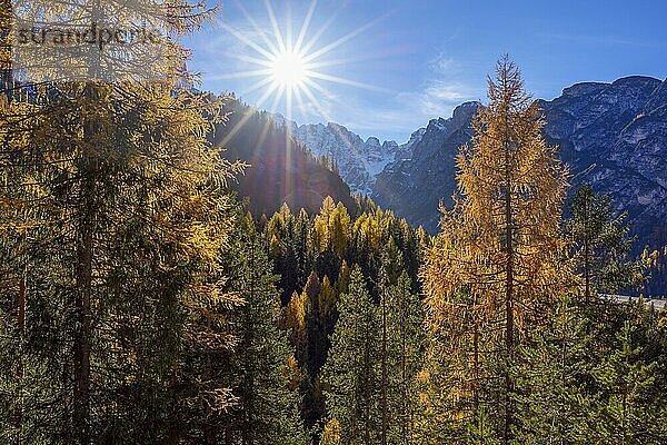 Berg mit herbstlich gefärbtem Bergwald mit Lärchen und Sonne  Cadore  Misurina  Bezirk Belluno  Veneto  Dolomiten  Italien  Europa