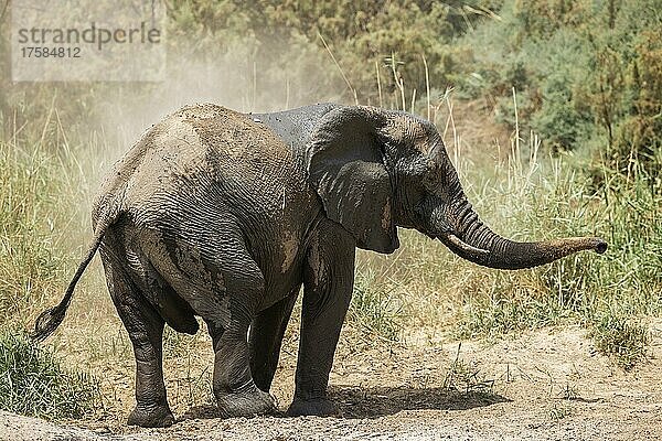 Afrikanischer Elefant (Loxodonta africana)  sogenannter Wüstenelefant  Bulle genießt ein Staubbad  Damaraland  Namibia  Afrika