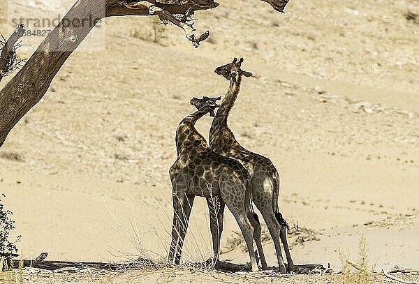 Angola-Giraffe (Giraffa giraffa angolensis)  Jungbullen  streiten sich im Schatten eines Akazienbaums am Rande des trockenen Hoanib-Flussbettes  Damaraland  Kunene-Region  Namibia  Afrika