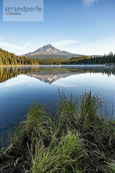 Seeufer mit Gras  Spiegelung des Vulkans Mt. Hood im See Trillium Lake  im Morgenlicht  Oregon  USA  Nordamerika