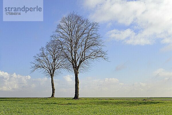 Linde (Tilia)  Bäume an einer Landstraße  blauer Wolkenhimmel  Nordrhein-Westfalen  Deutschland  Europa