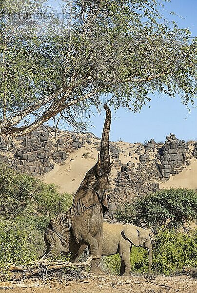 Afrikanischer Elefant (Loxodonta africana)  so genannter Wüstenelefant  beim Versuch die Blätter eines Akazienbaums zu erreichen  am Ufer des trockenen Huab-Flusses  Damaraland  Kunene-Region  Namibia  Afrika