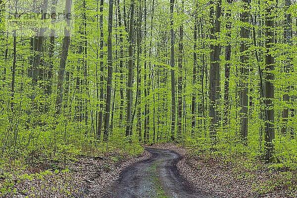 Waldweg nach Regen im Frühling  Karlstadt  Franken  Bayern  Deutschland  Europa