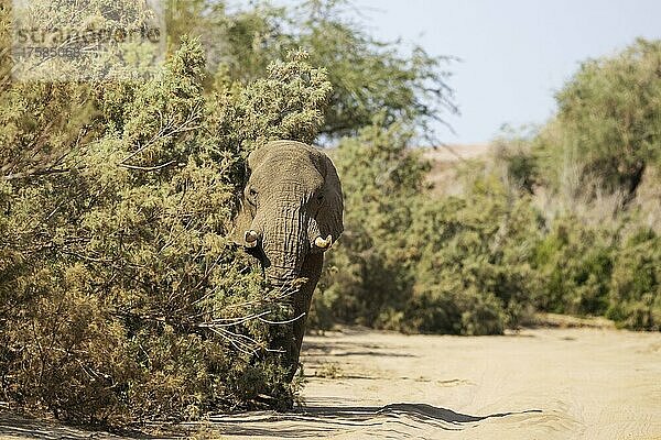 Afrikanischer Elefant (Loxodonta africana)  sogenannter Wüstenelefant  im trockenen Bett des Ugab-Flusses  Damaraland  Namibia  Afrika