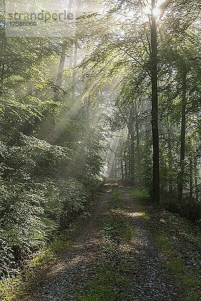 Waldweg mit Dunst und Sonnenstrahlen am Morgen  Frühling  Laudenbach  Bayern  Deutschland  Europa
