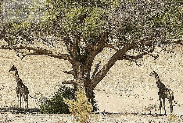 Angola-Giraffe (Giraffa giraffa angolensis)  Jungbullen im Schatten eines Akazienbaums am Rande des trockenen Hoanib-Flussbettes. Damaraland  Kunene-Region  Namibia  Afrika