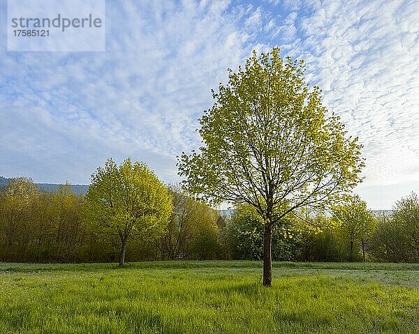 Ahornbaum im Frühling  Mondfeld  Wertheim  Baden-Württemberg  Deutschland  Europa
