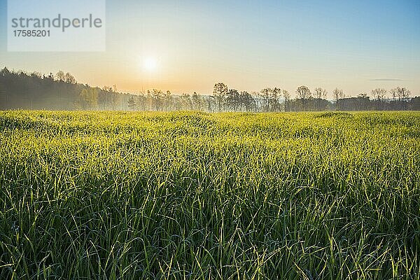 Getreidefeld bei Sonnenaufgang im Frühling  Vielbrunn  Michelstadt  Odenwald  Hessen  Deutschland  Europa