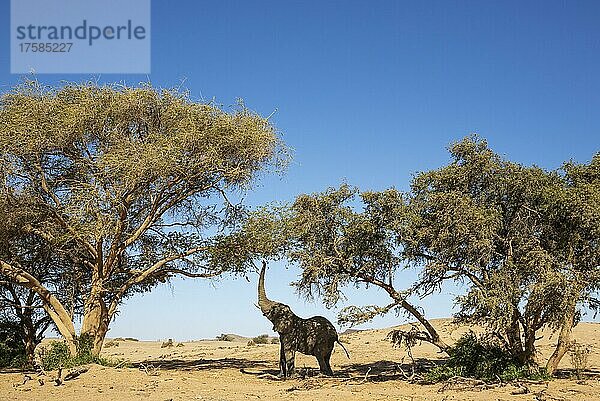 Afrikanischer Elefant (Loxodonta africana)  sogenannter Wüstenelefant  Bulle  beim Versuch die Blätter eines Akazienbaums zu erreichen  Damaraland  Kunene-Region  Namibia  Afrika