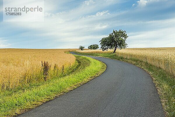 Feldweg im Sommer  Wenschdorf  Miltenberg  Bayern  Deutschland  Europa