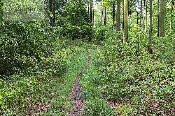 Waldweg im Frühling  Eselsweg  Weibersbrunn  Spessart  Bayern  Deutschland  Europa