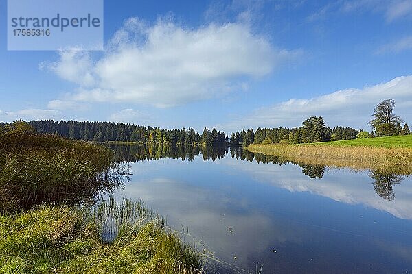 Landschaft spiegelt sich im See  Hegratsrieder See  Hegratsried  Halblech  Füssen  Schwaben  Allgäu  Bayern  Deutschland  Europa