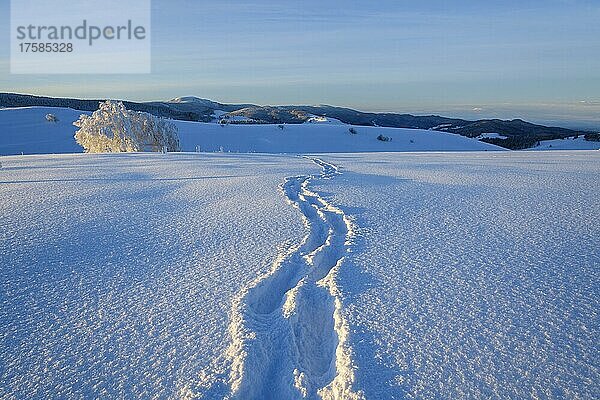 Verschneite Landschaft mit Spuren im Schnee im Winter  Schauinsland  Schwarzwald  Freiburg im Breisgau  Baden-Württemberg  Deutschland  Europa