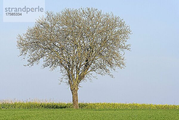 Weide (Salix)  Solitärbaum am Rapsfeld (Brassica napus)  blauer Himmel  Nordrhein-Westfalen  Deutschland  Europa