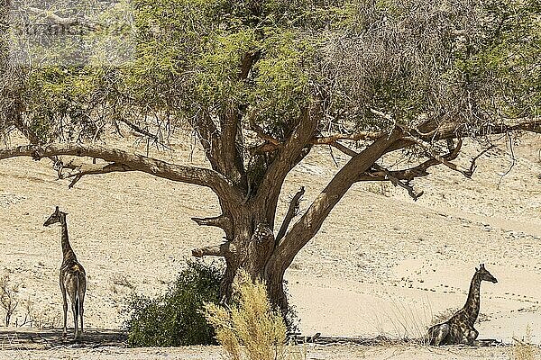 Angola-Giraffe (Giraffa giraffa angolensis)  Jungbullen im Schatten eines Akazienbaums am Rande des trockenen Hoanib-Flussbettes. Damaraland  Kunene-Region  Namibia  Afrika