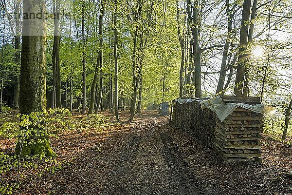 Brennholzstapel auf Waldweg  Vielbrunn  Michelstadt  Odenwald  Hessen  Deutschland  Europa