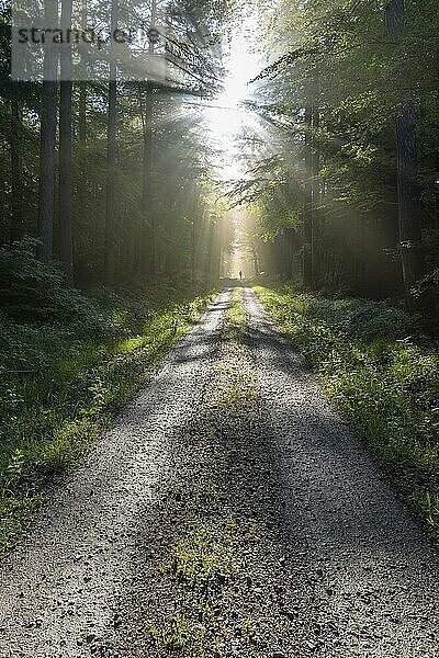 Waldweg mit Sonne und Sonnenstrahlen am Morgen  Frühling  Vielbrunn  Odenwald  Hessen  Deutschland  Europa