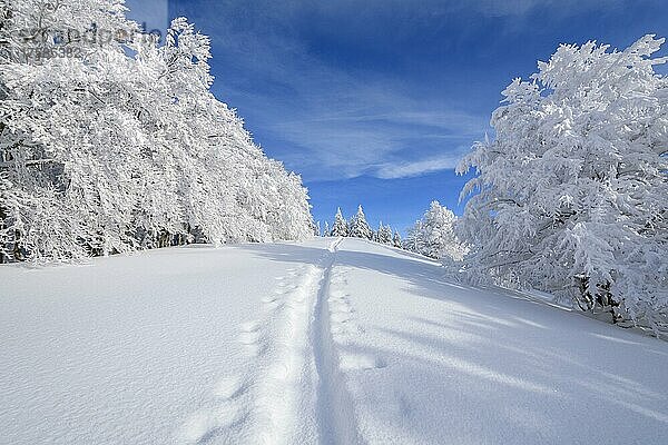 Verschneite Winterlandschaft mit Schneeschuhwanderung  Schauinsland  Schwarzwald  Freiburg im Breisgau  Baden-Württemberg  Deutschland  Europa