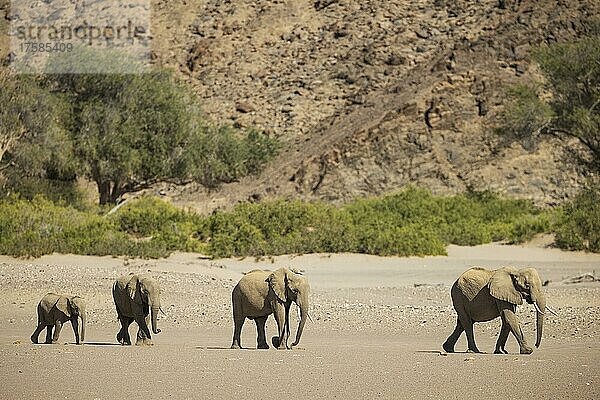 Afrikanischer Elefant (Loxodonta africana)  sogenannter Wüstenelefant  brütende Herde auf dem Weg zu einem Wasserloch  im trockenen Flussbett des Hoanib-Flusses  Damaraland  Kunene-Region  Namibia  Afrika