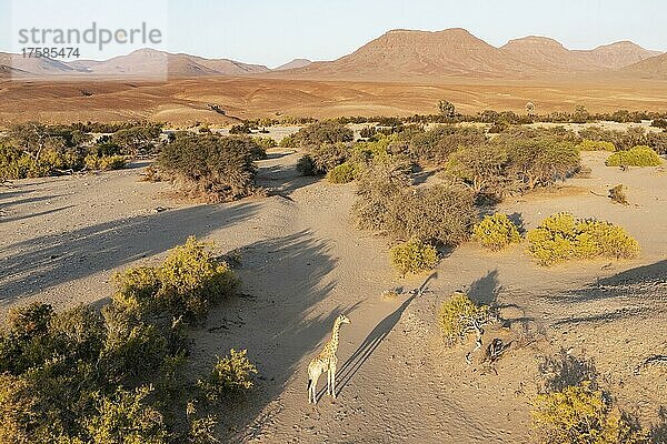 Angola-Giraffe (Giraffa giraffa angolensis)  im trockenen Bett des Hoarusib-Flusses  Luftbild  Drohnenaufnahme  Kaokoland  Kunene-Region  Namibia  Afrika