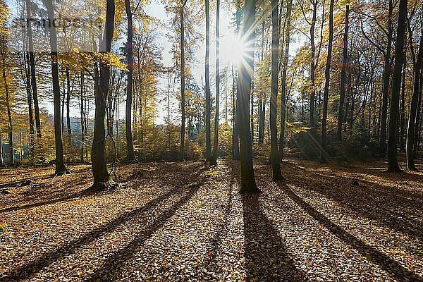 Bunter Buchenwald mit Sonne im Herbst  Spessart  Bayern  Deutschland  Europa