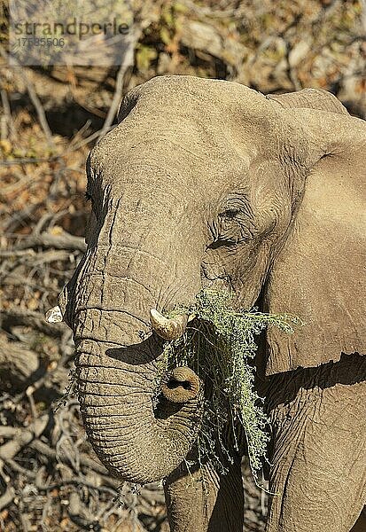 Afrikanischer Elefant (Loxodonta africana)  sogenannter Wüstenelefant  Kuh beim Fressen am Ufer des trockenen Huab-Flusses  Damaraland  Kunene-Region  Namibia  Afrika